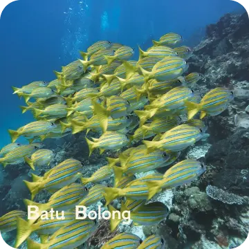 ds-batu bolong