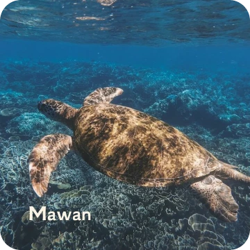 ds-mawan