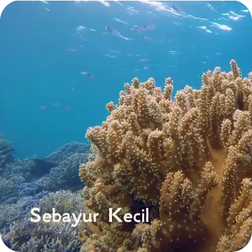 ds-sebayur kecil