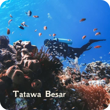 ds-tatawa besar